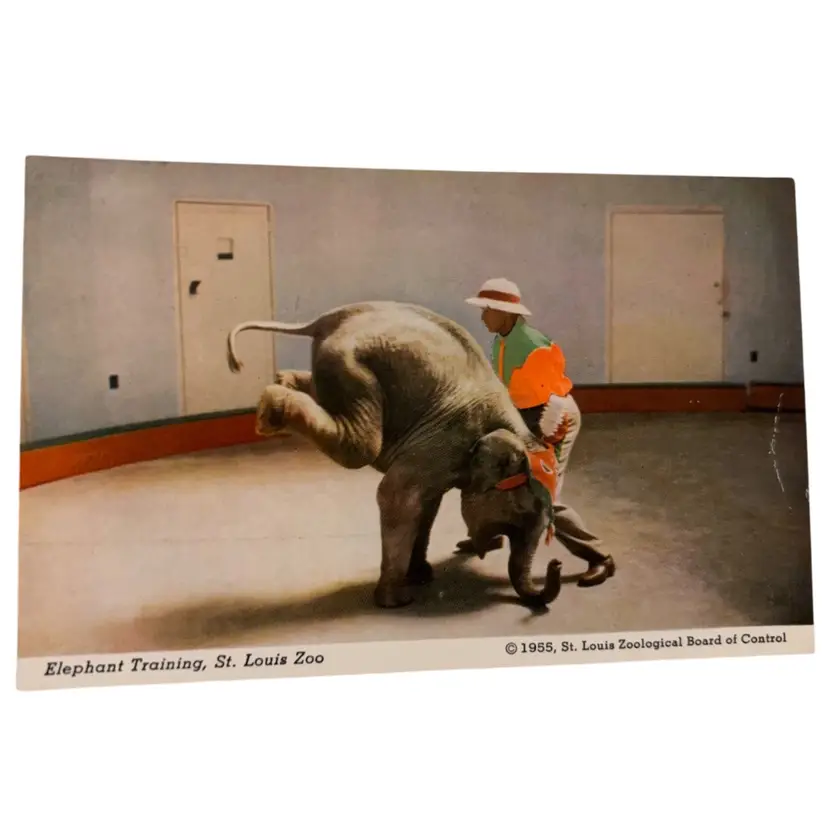 1950s St. Louis Zoo Elephant Postcard