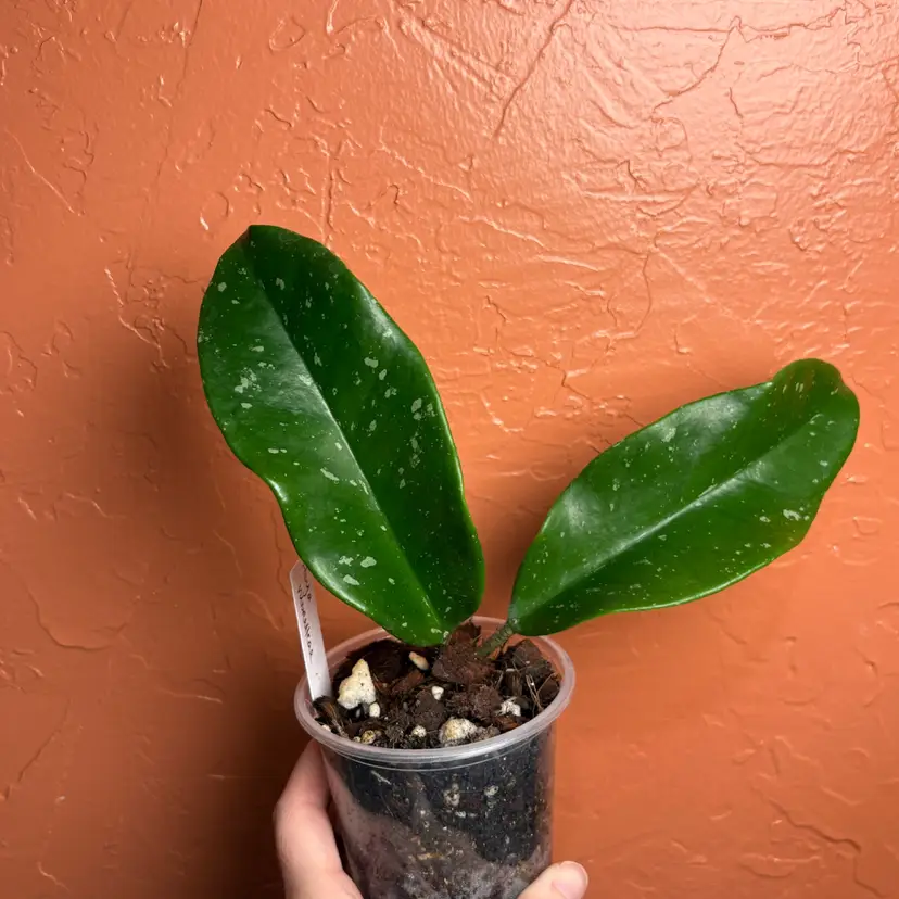 Hoya monetteae (splash)