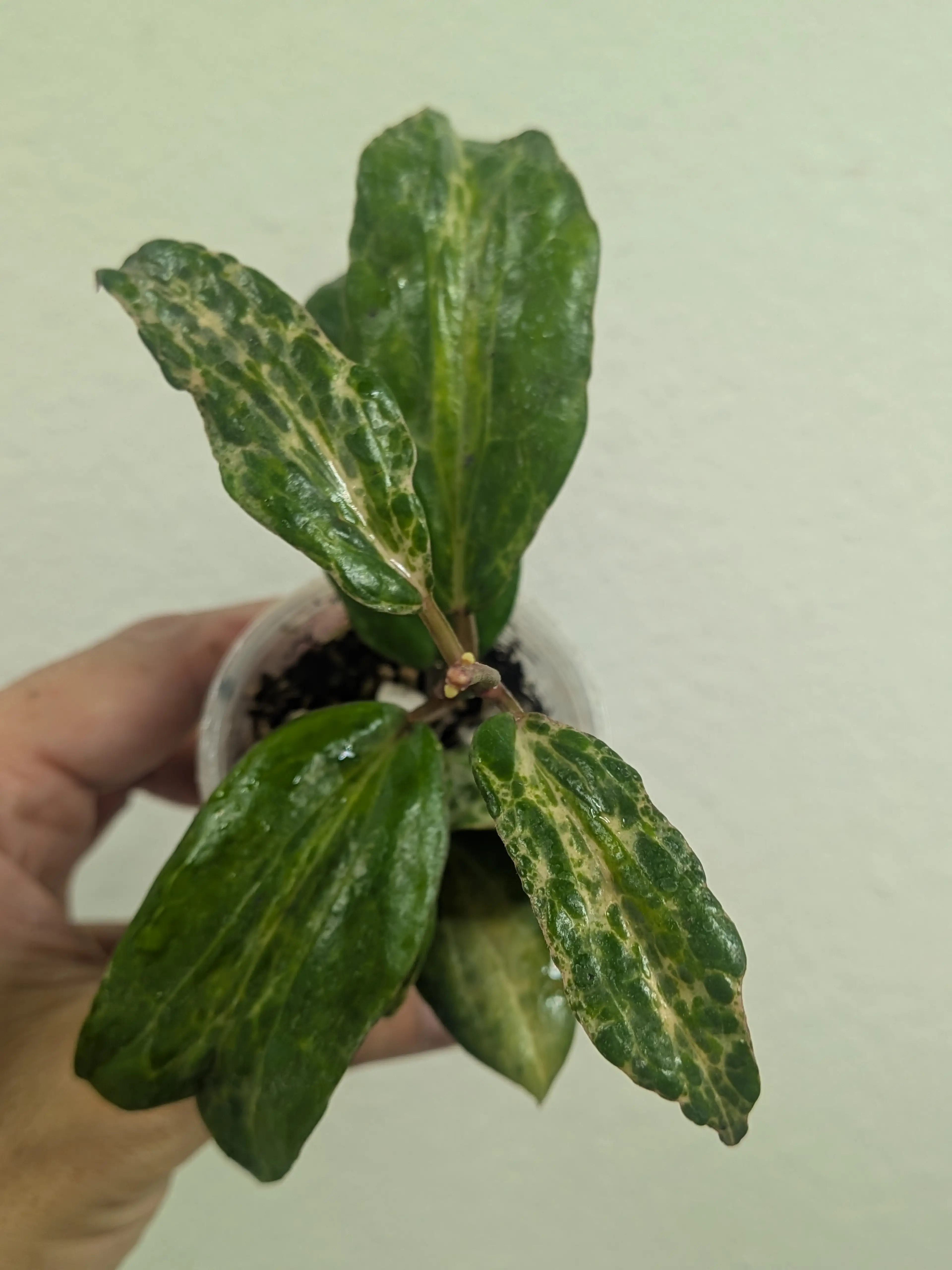 Image 1 of 5