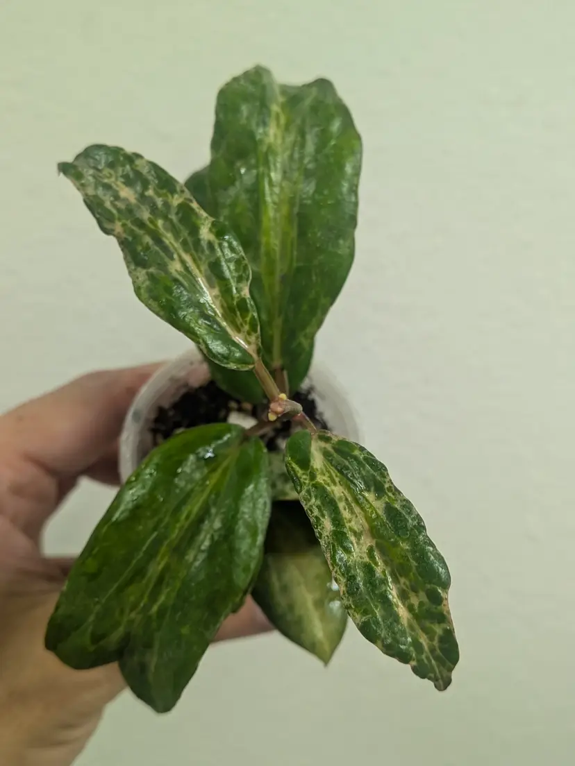 Hoya crocodile