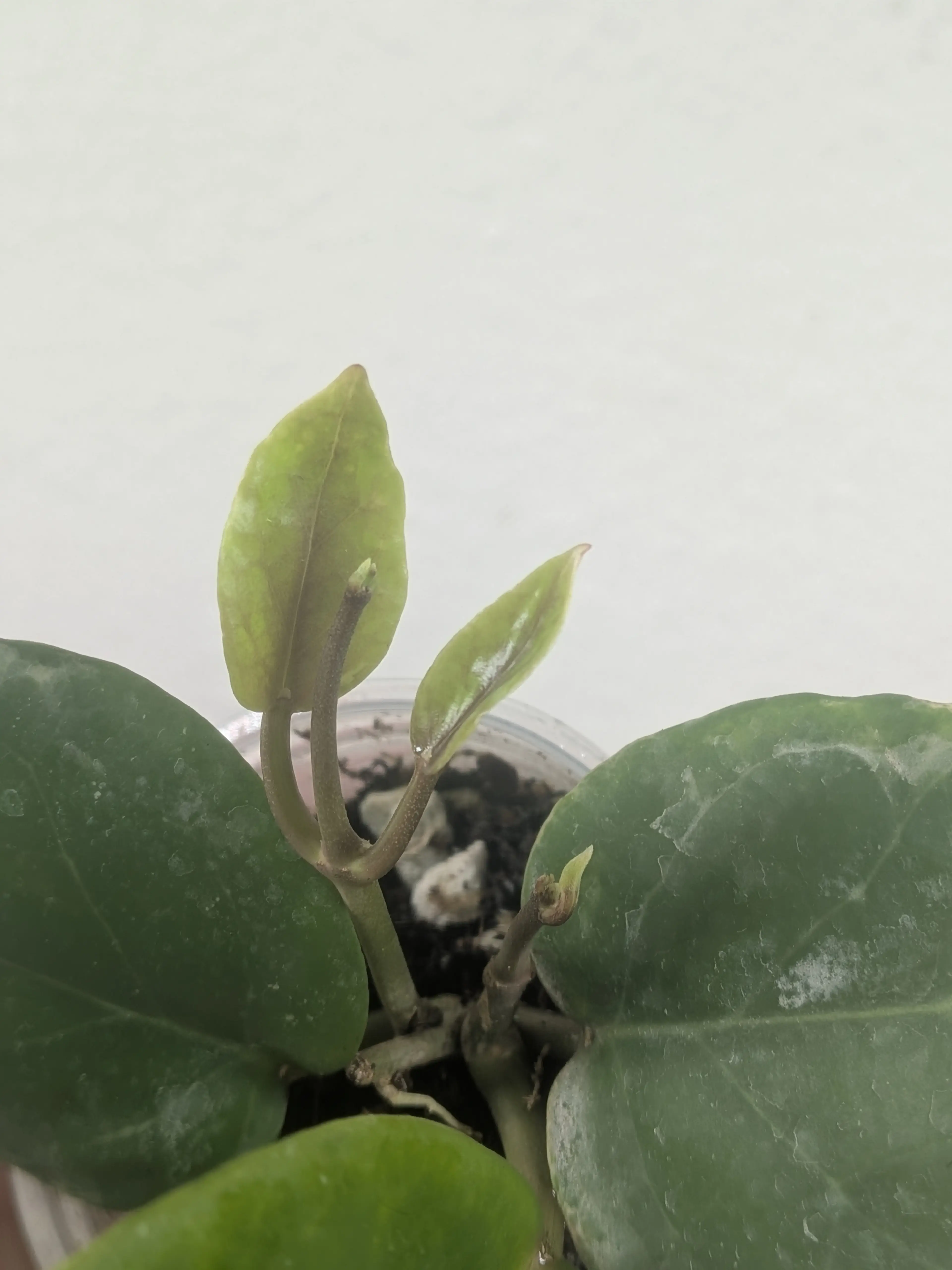 Image 3 of 4