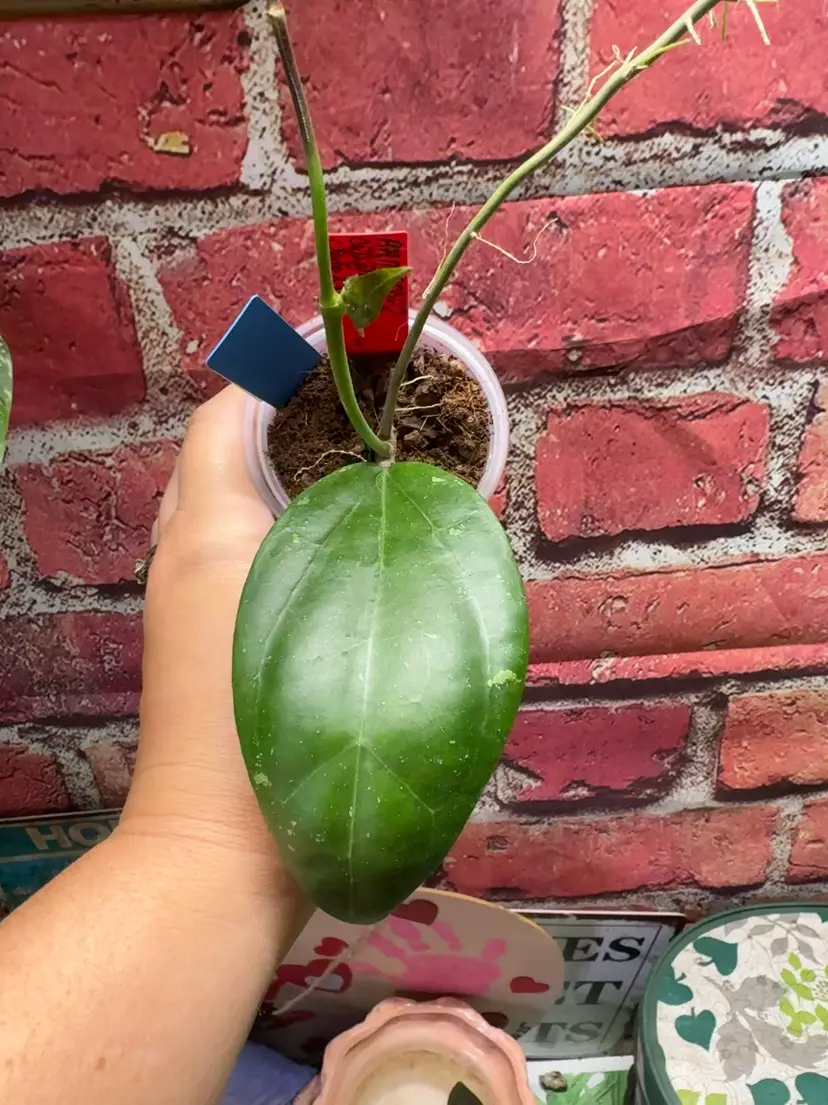 358 RHM 2586 callistophylla 
clone 2 x unk
REV 2518-3