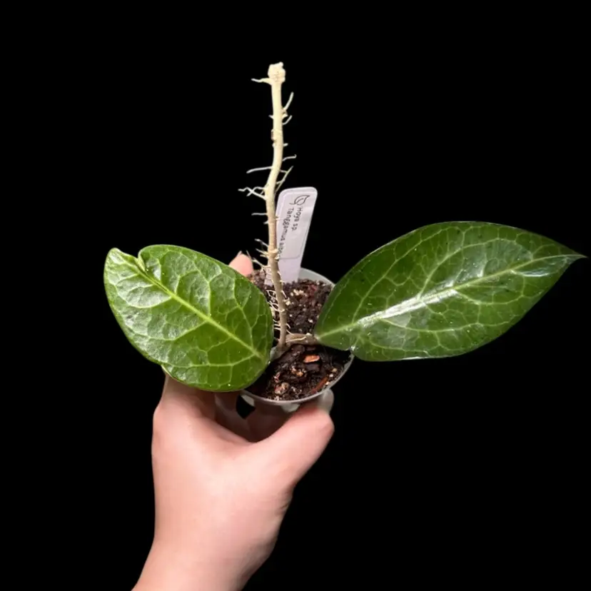 0107 Hoya sp. Tanggamus albo