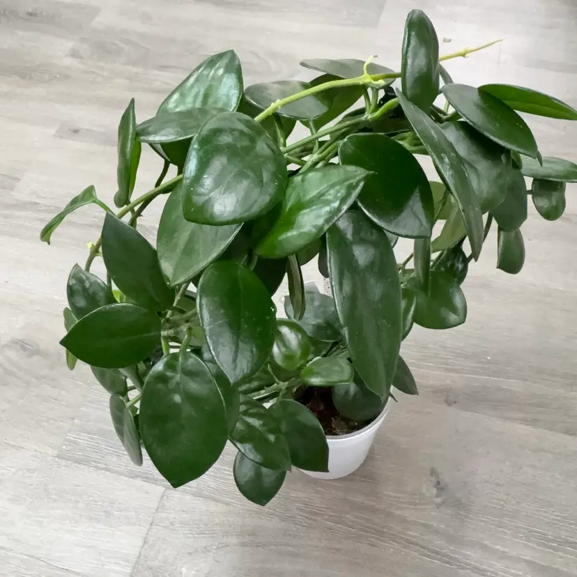 Hoya carnosa (Tokara, Japan) (2 node cutting)