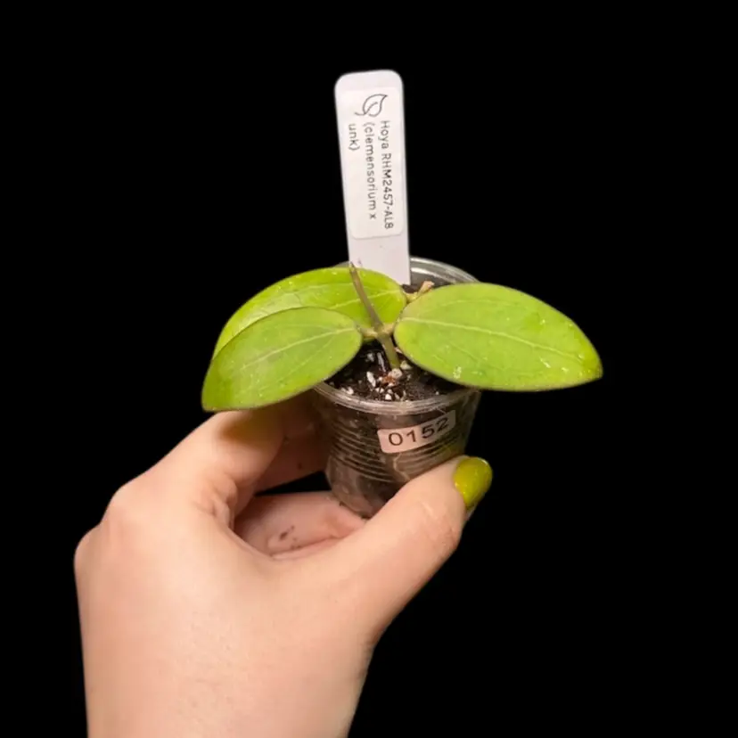 0152 Hoya RHM2457-AL8 (clemensiorum x unk) (2 plants in pot)