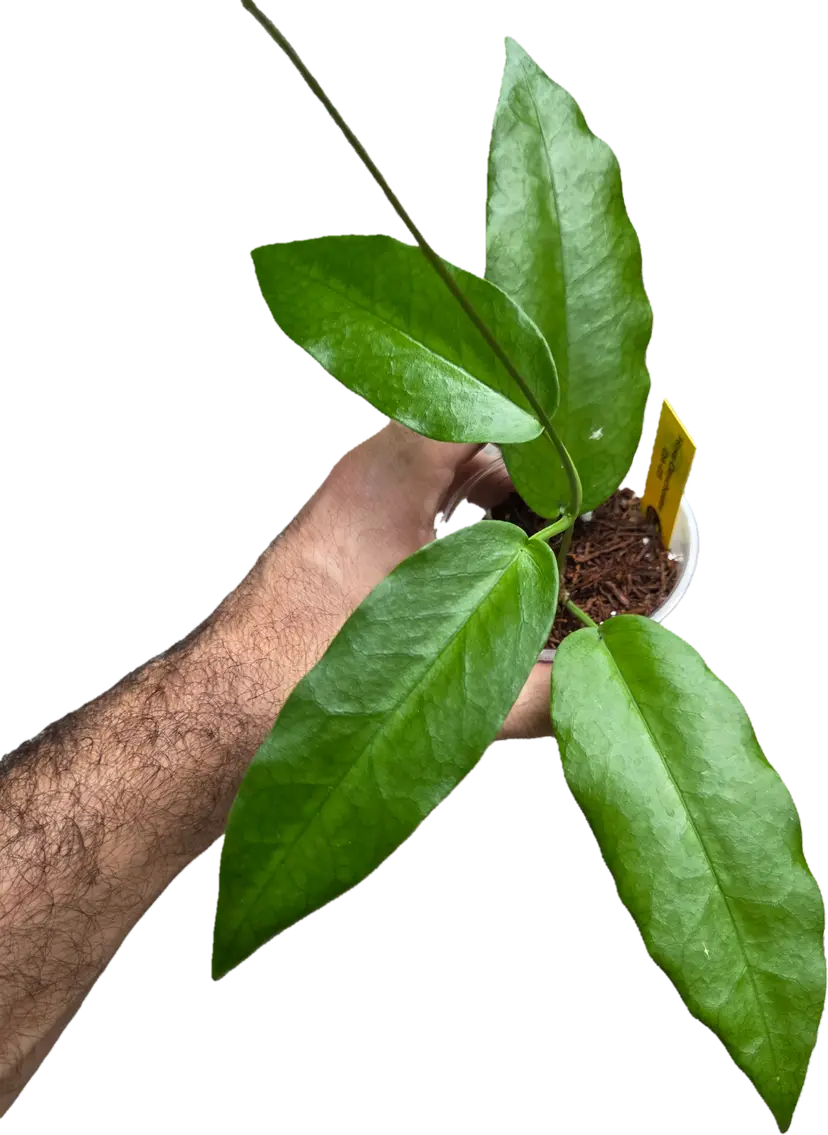 Hoya Onychoides DA-03