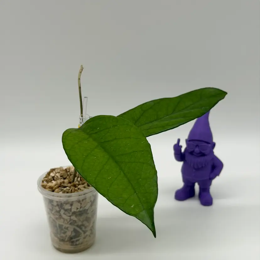 O04 sp Lai Chau (big leaf)