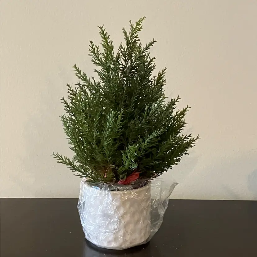 Ragon House 14” Potted Hemlock Pine Tree (artificial)