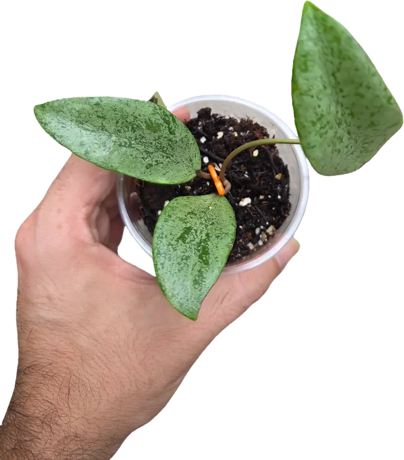 Hoya Sumatra Silver NOID Jasminka
