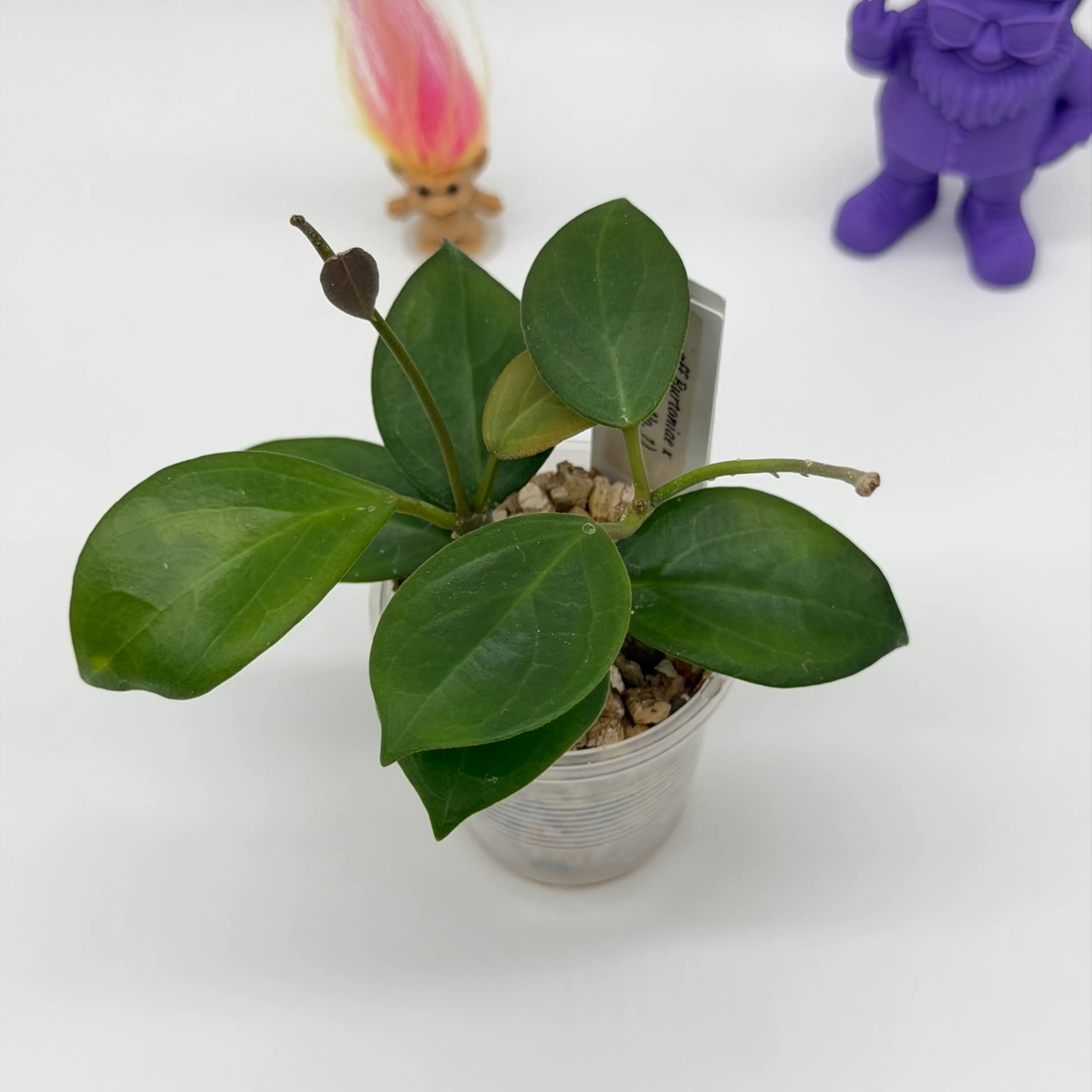 Image 2 of 3