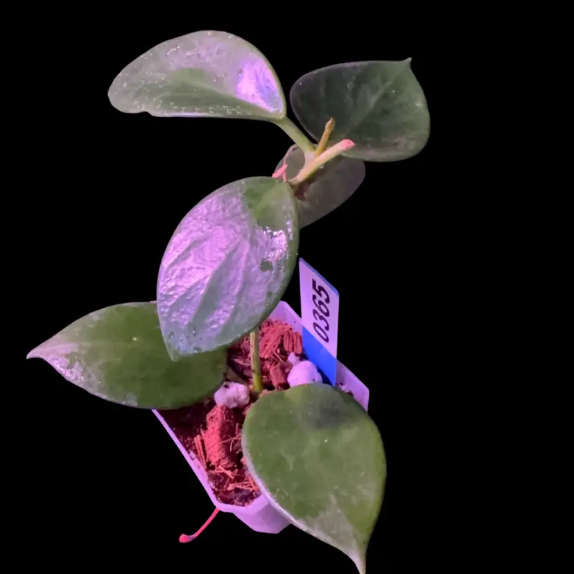 365 Hoya bicknellii (IML 1597)