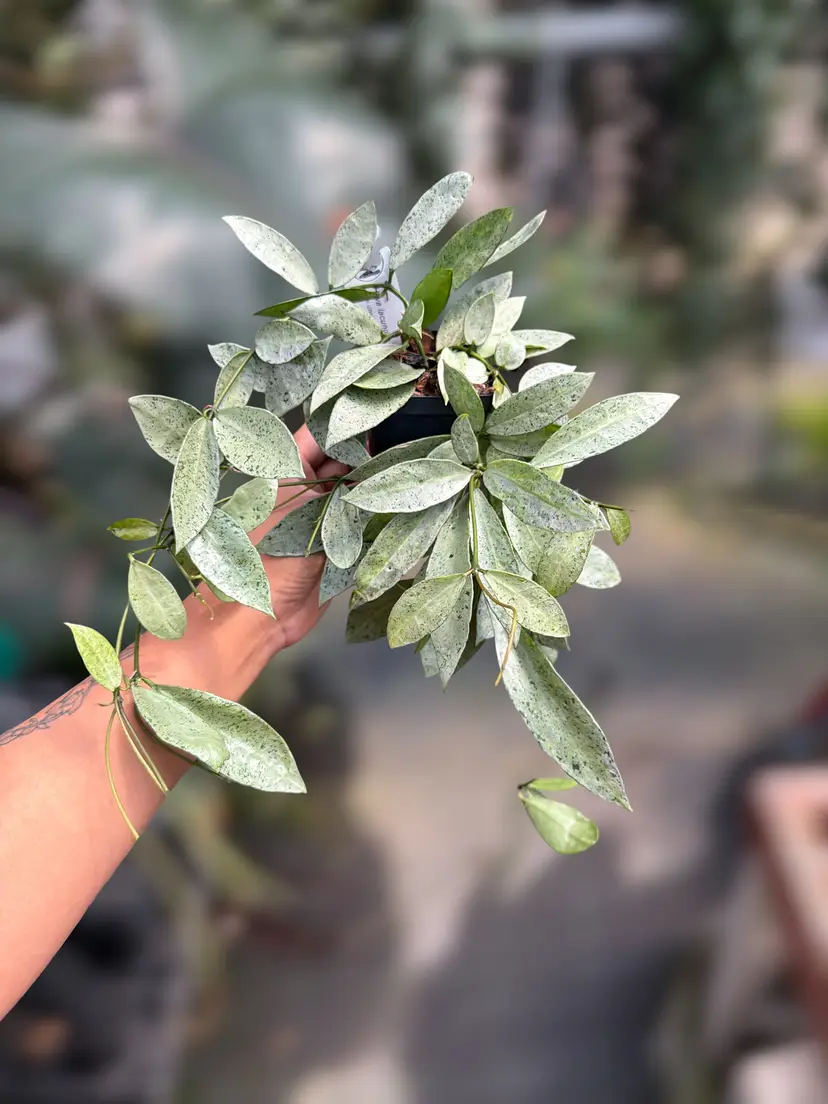 PS0715 - Hoya lacunosa ‘Winter Pandora’