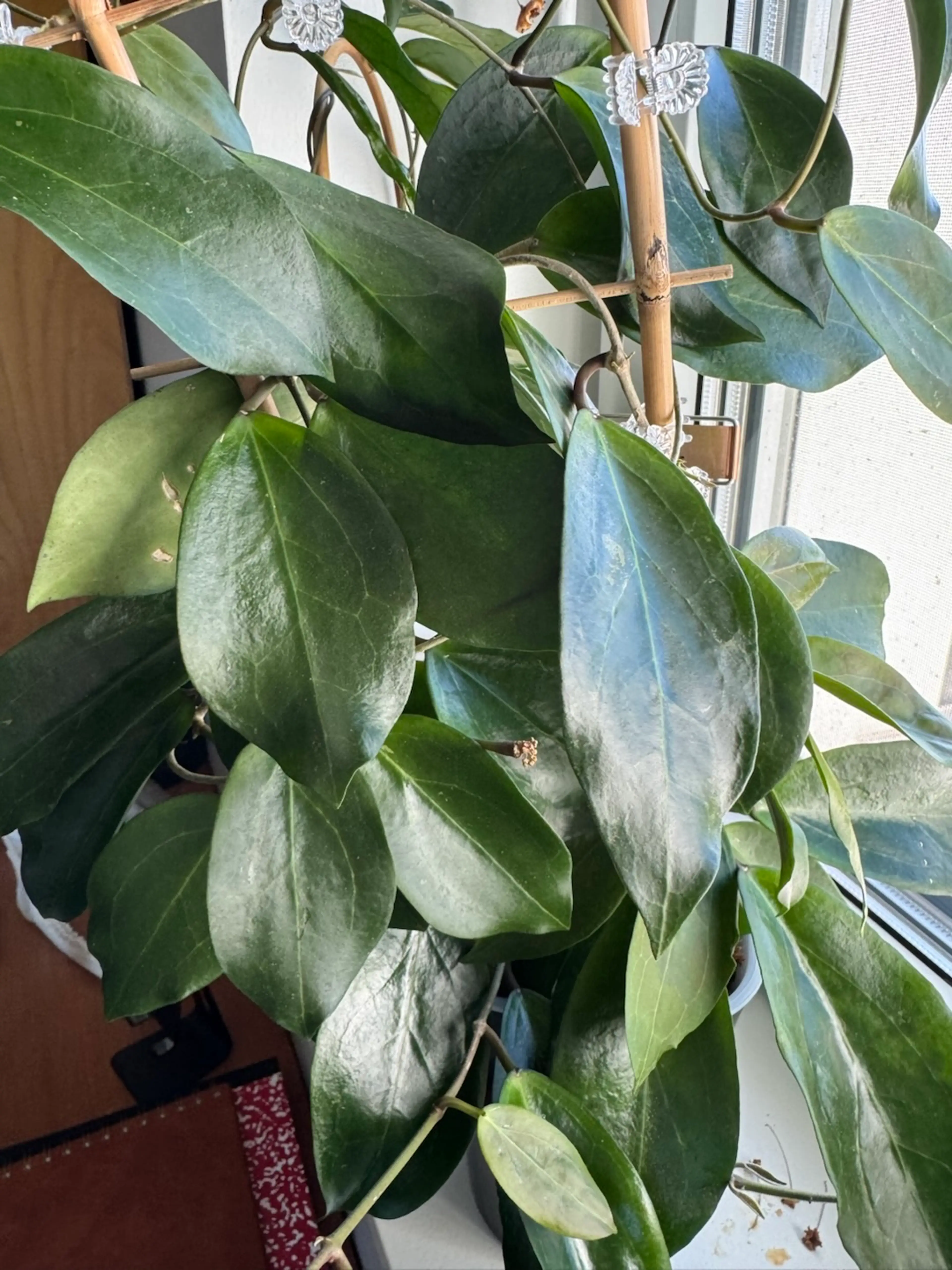 Image 4 of 7