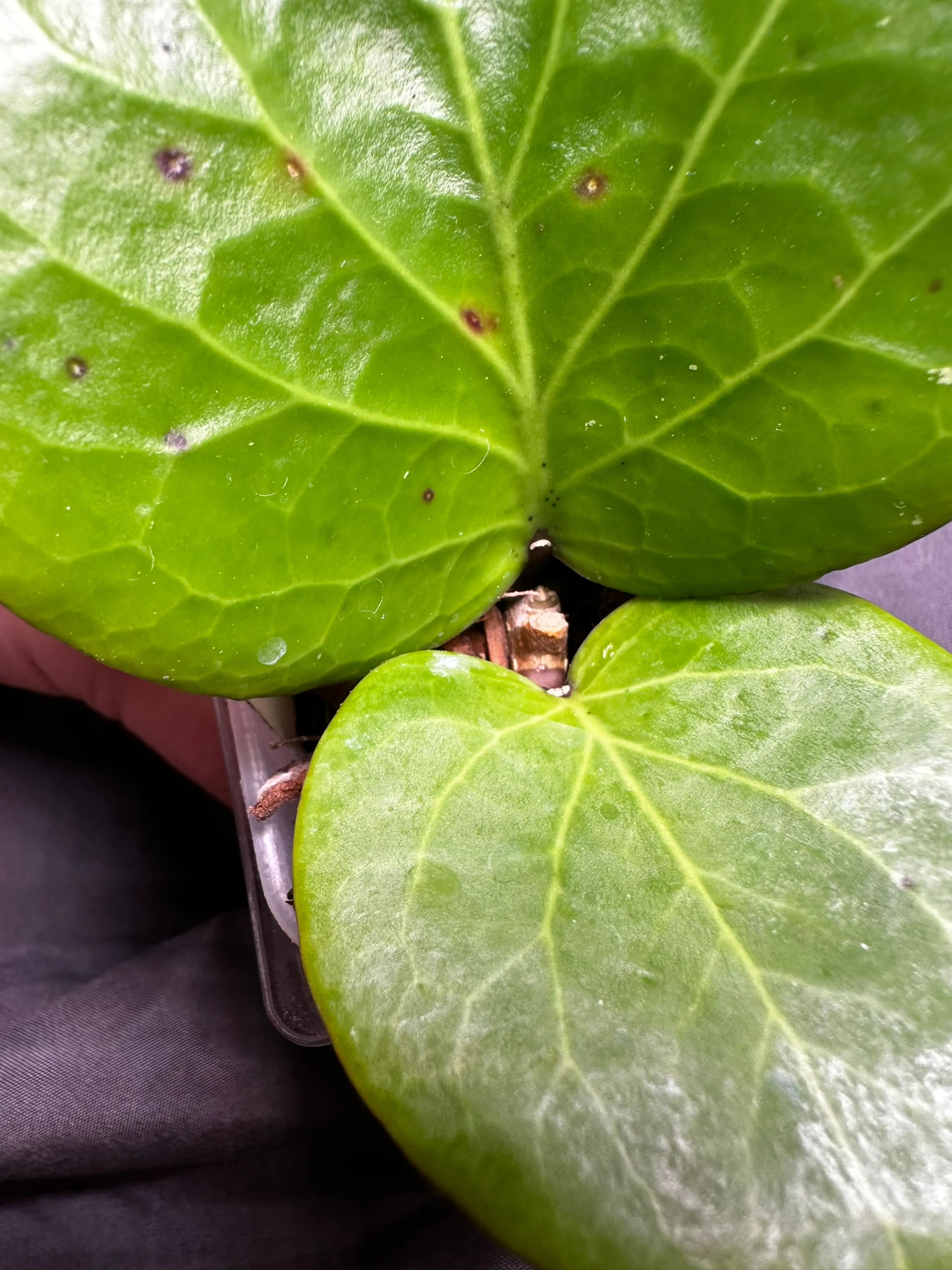 Image 2 of 2