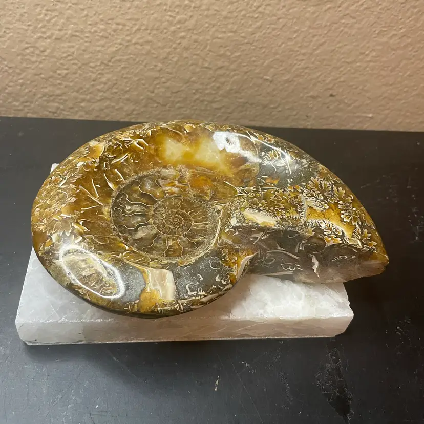 Gorgeous HTF Madagascar Natural Fossil ammonite 6” bowl