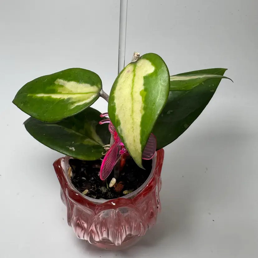 Hoya Panglai Inner Variegated