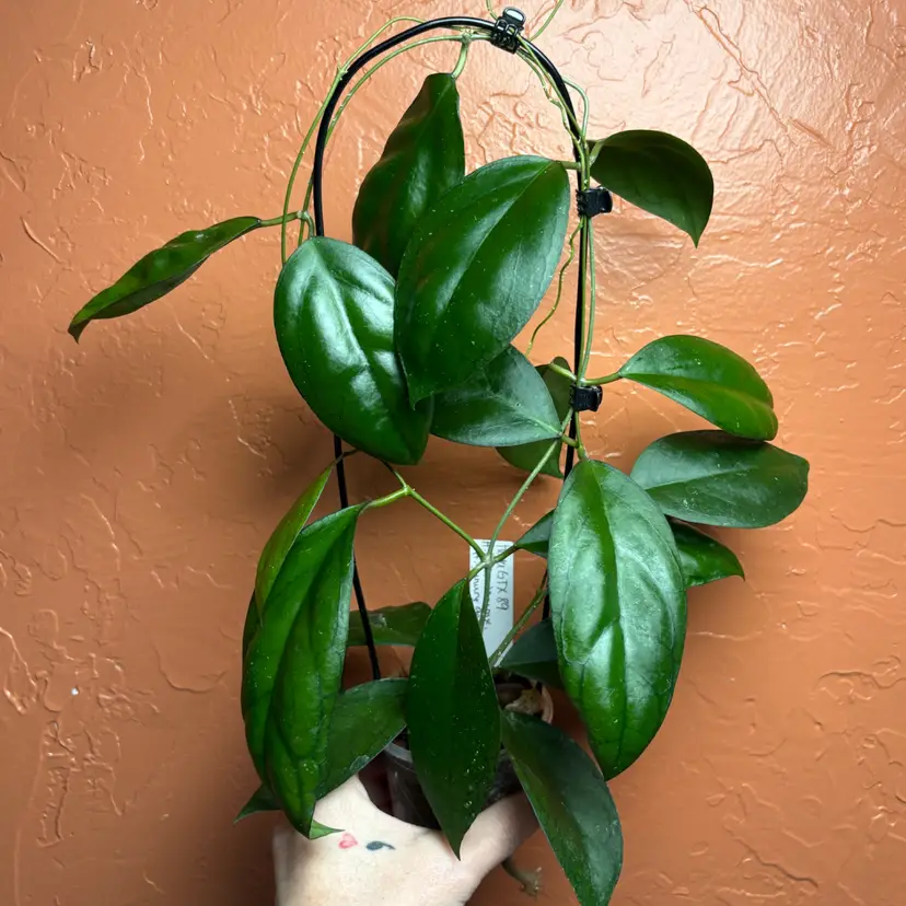 Hoya GTX89 (H deleoniorum x H sp Gunung Gading)