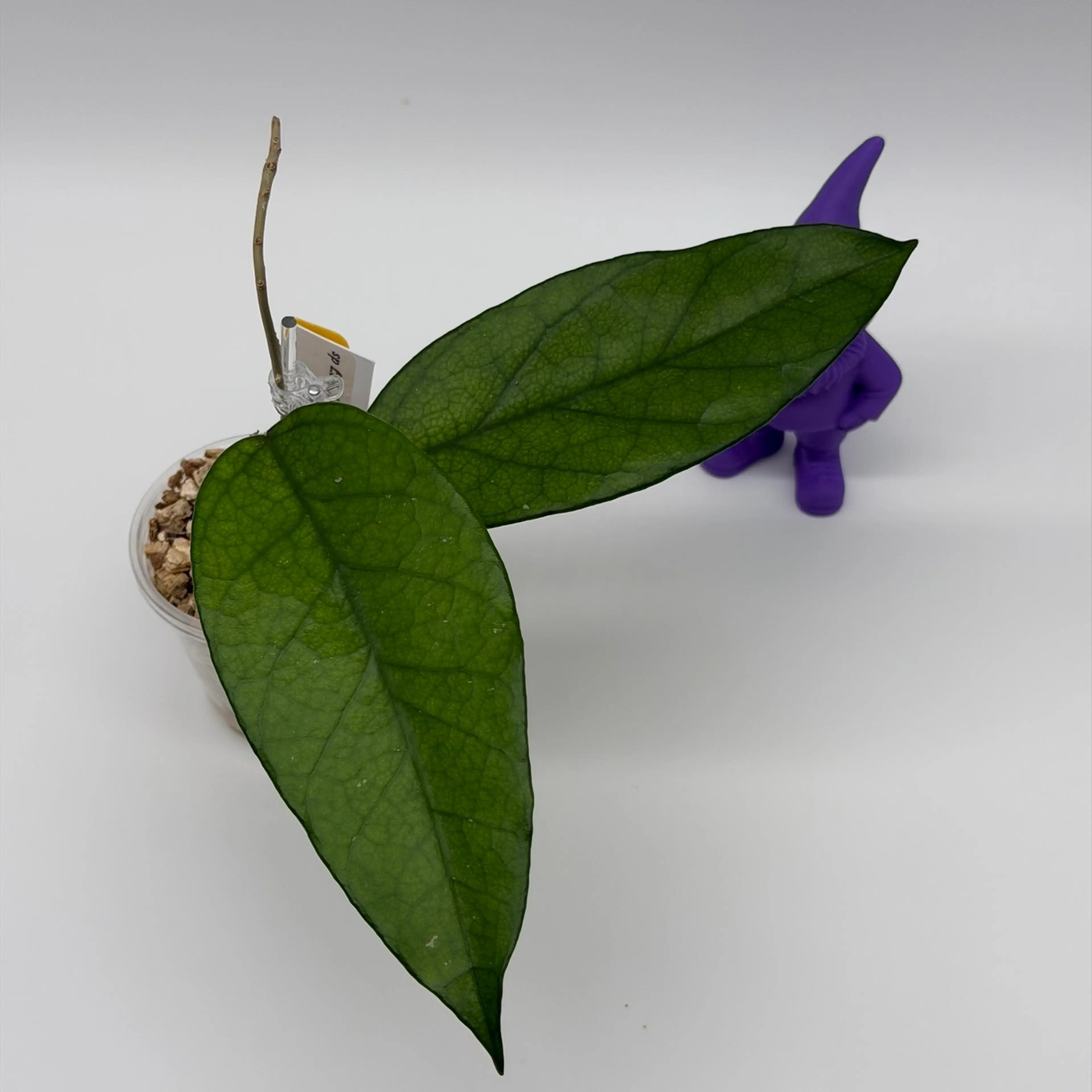 Image 2 of 2