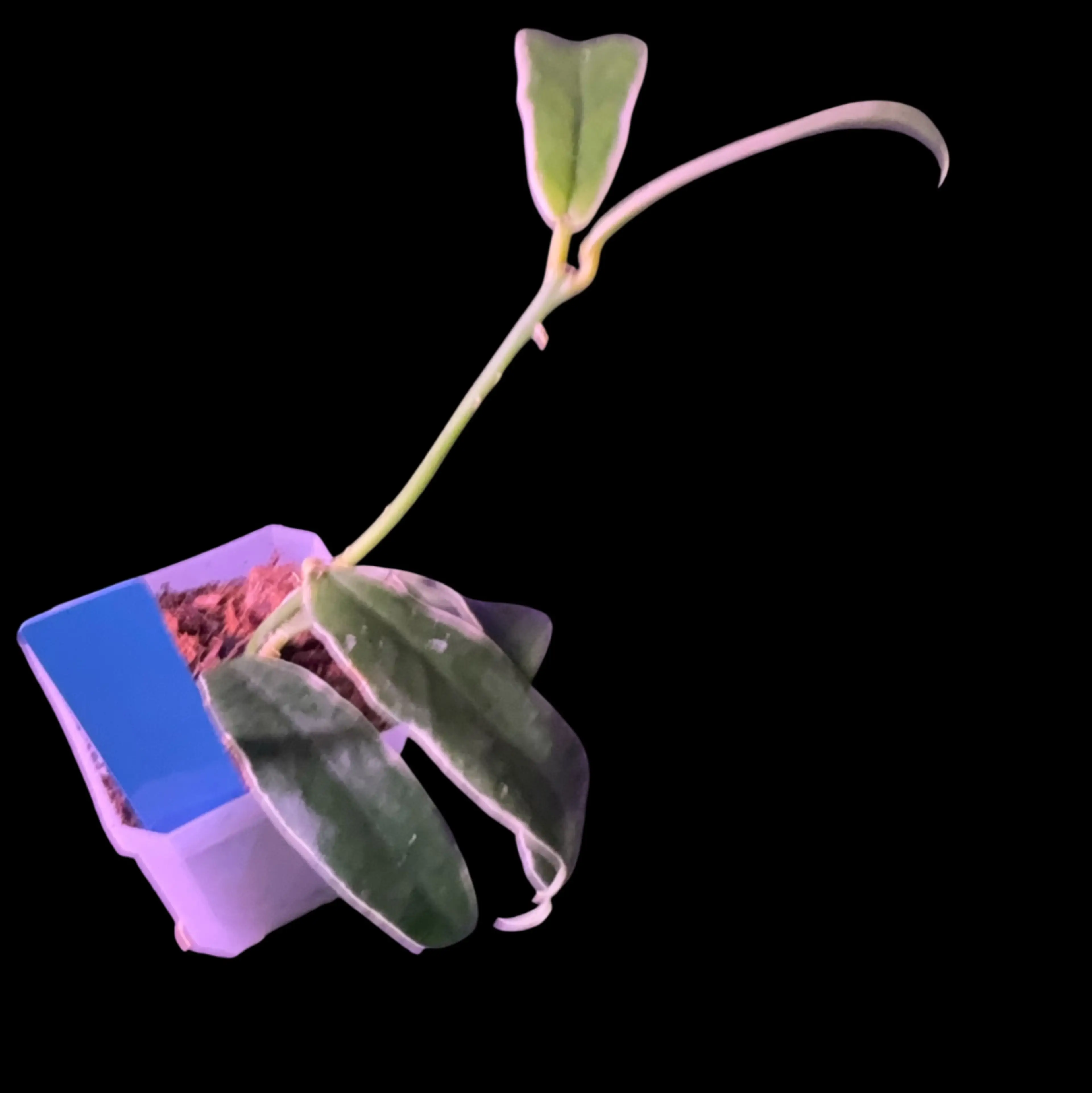 Image 2 of 3
