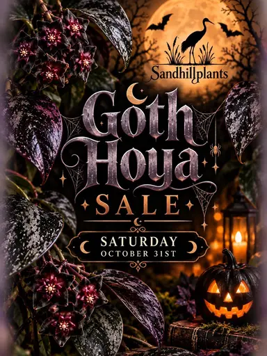 Dark Hoyas Rooted 