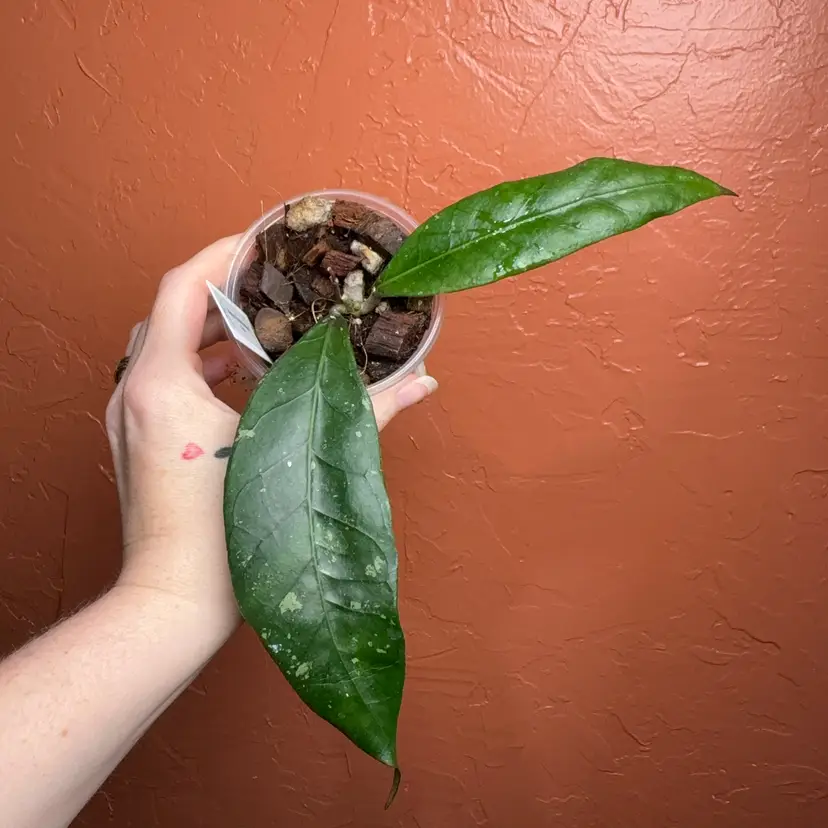 Hoya sp Palok Mountain SS002 (Grower's Choice)