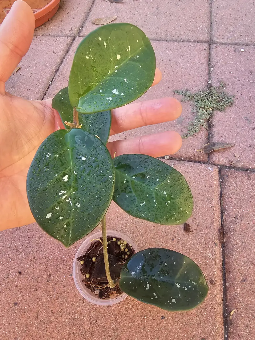 NO ID (Dalton Henry?)