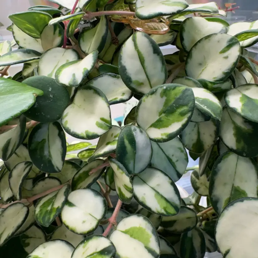 Bundle #3 cuttings exact plants listed in description