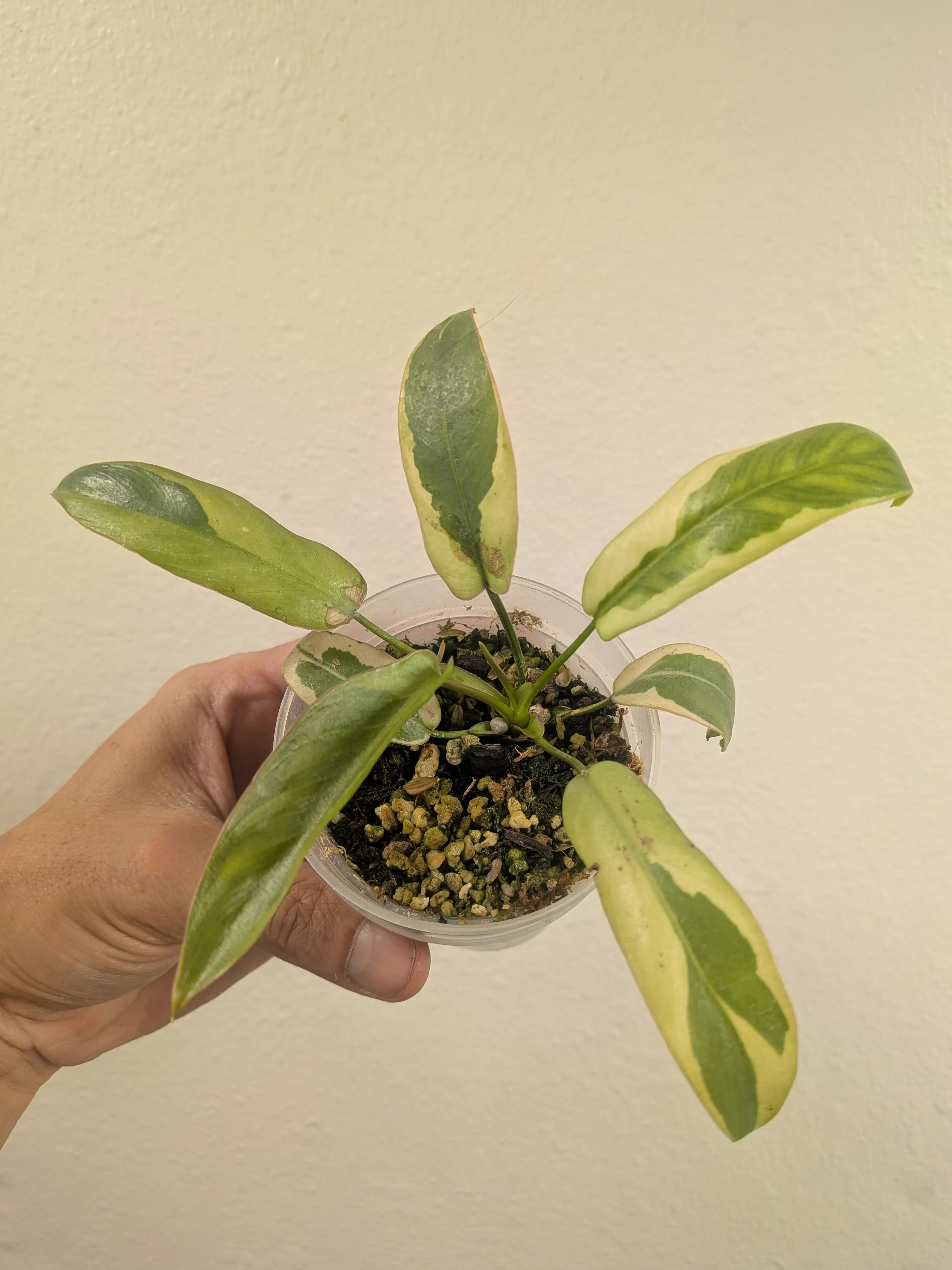 Image 1 of 7