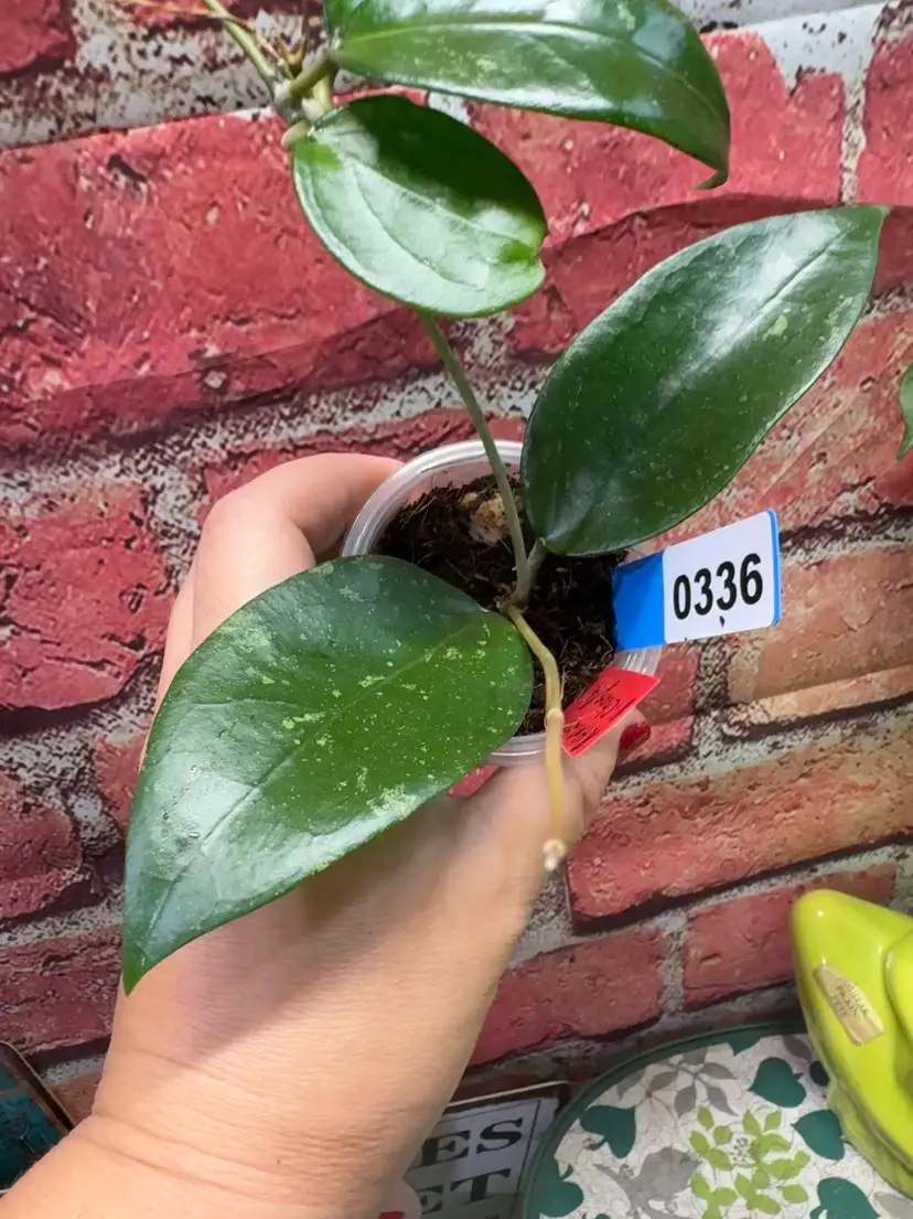 336 RHM 25111 verticillata Chiang Mai 
REV 2526-1
