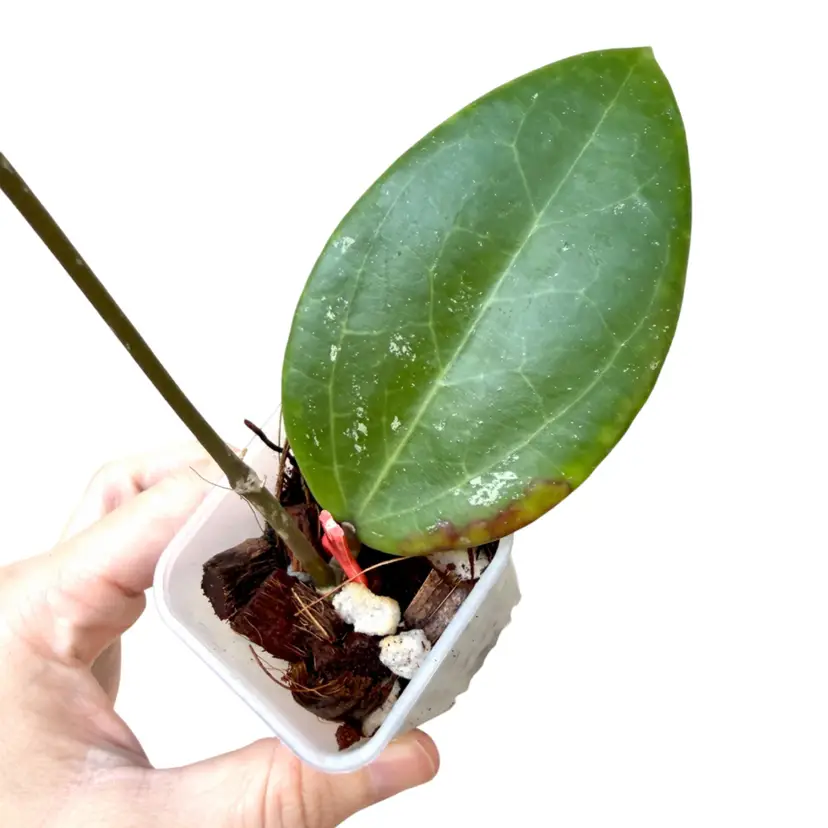Hoya EPC 376 sp lp4