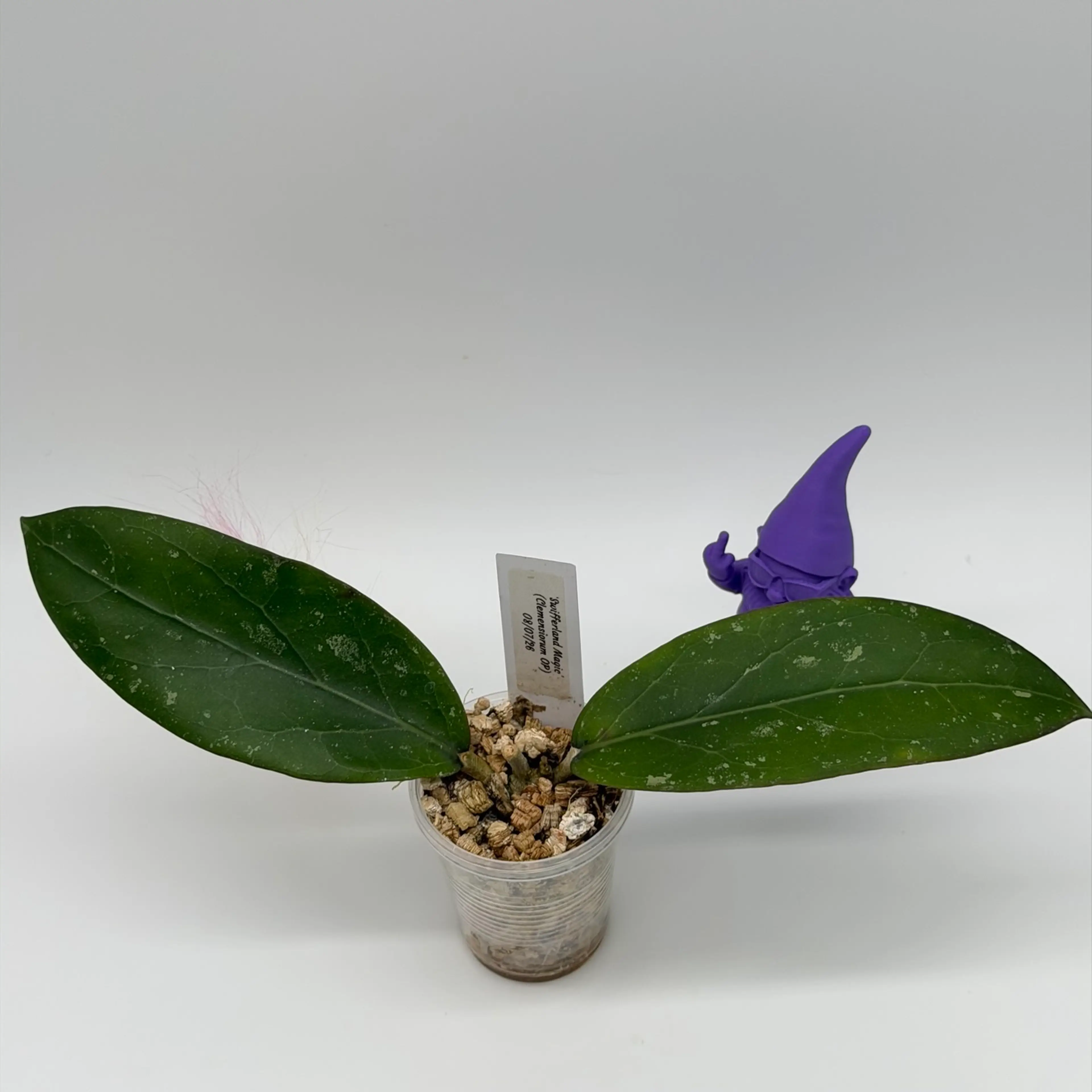 Image 2 of 2