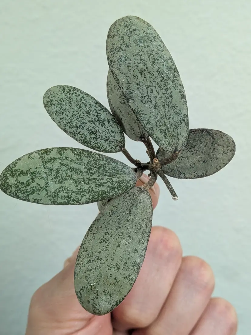 Hoya sigitalis silver