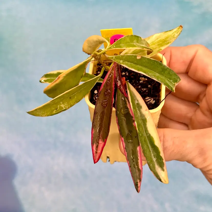 P001 Hoya ‘Lori Lyn’