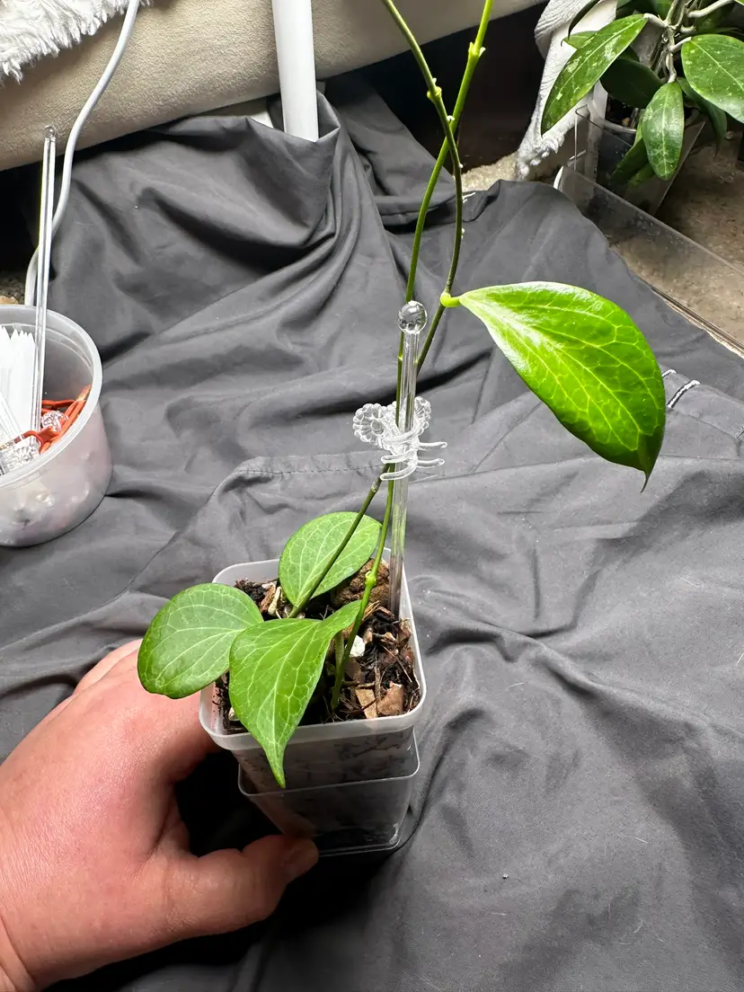 Hoya GTX26 (deleniorum x sp. PNG432)