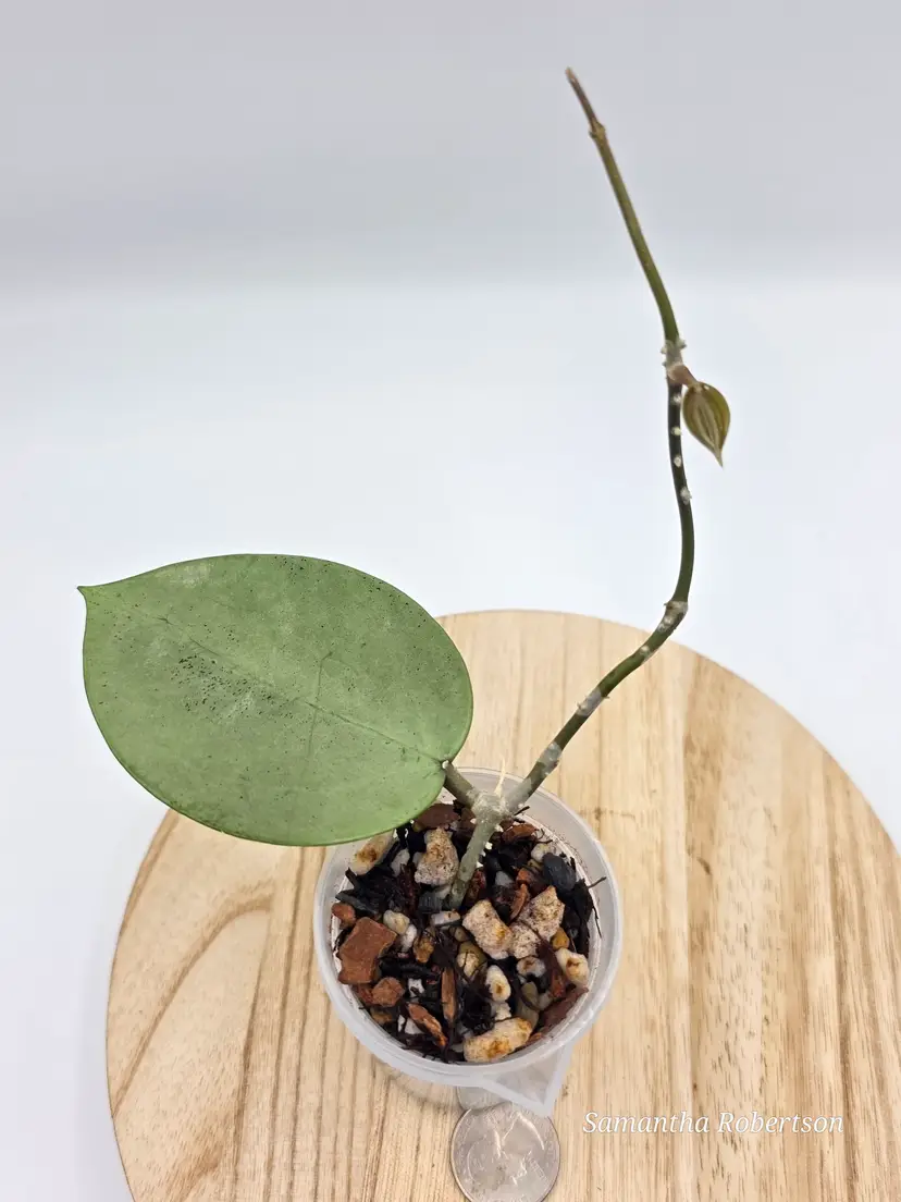 Hoya Verticillata Silver Heart