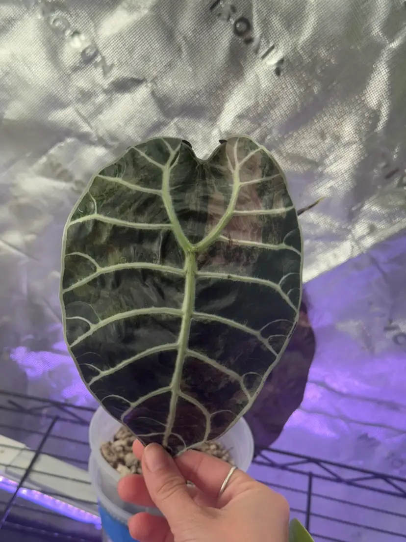 Alocasia Pink Watsoniana CORM