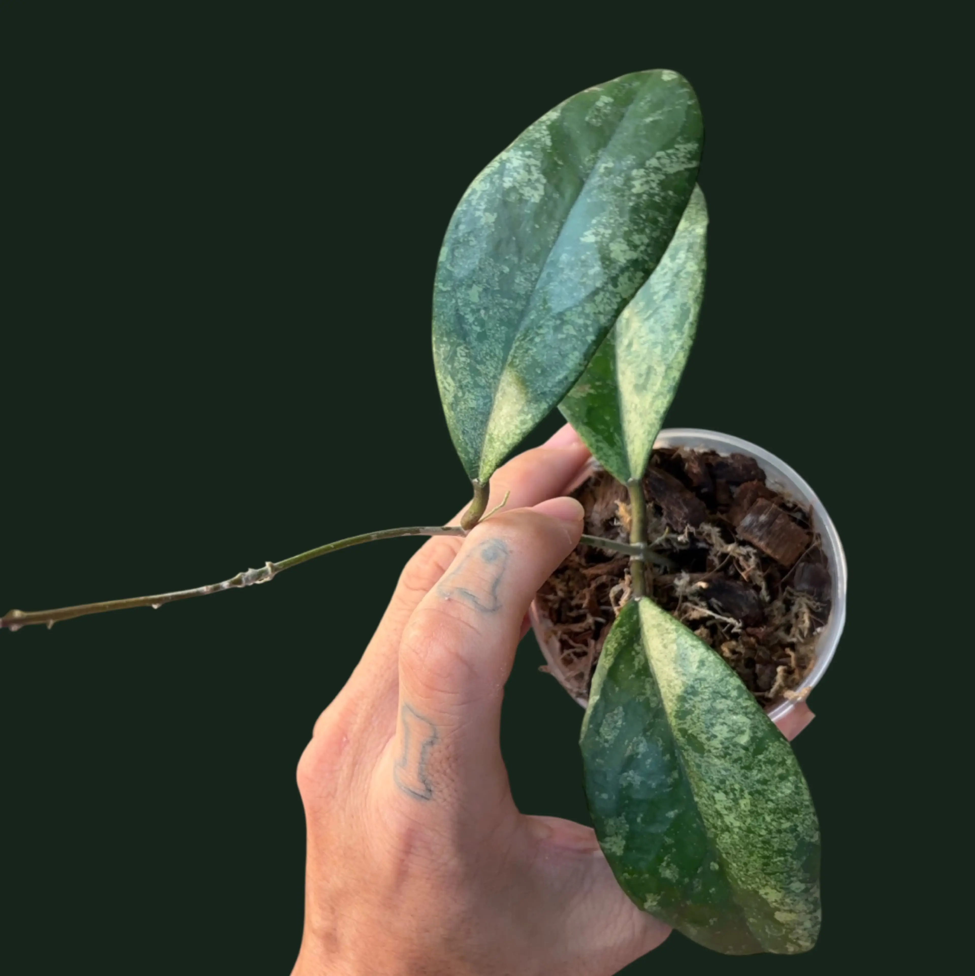 Image 1 of 1