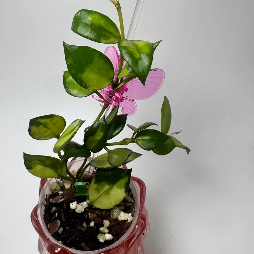 H. lacunosa Agni