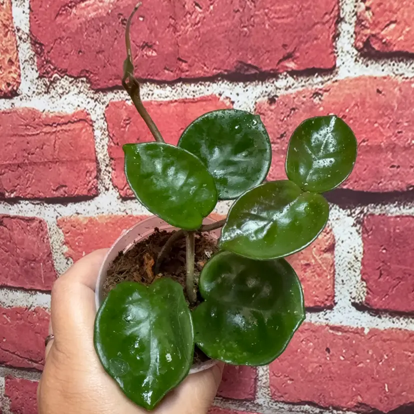 Hoya Cinderella