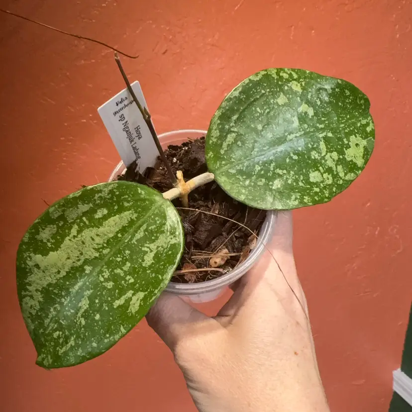 OVO224
Hoya sp Nganjuk Ladang