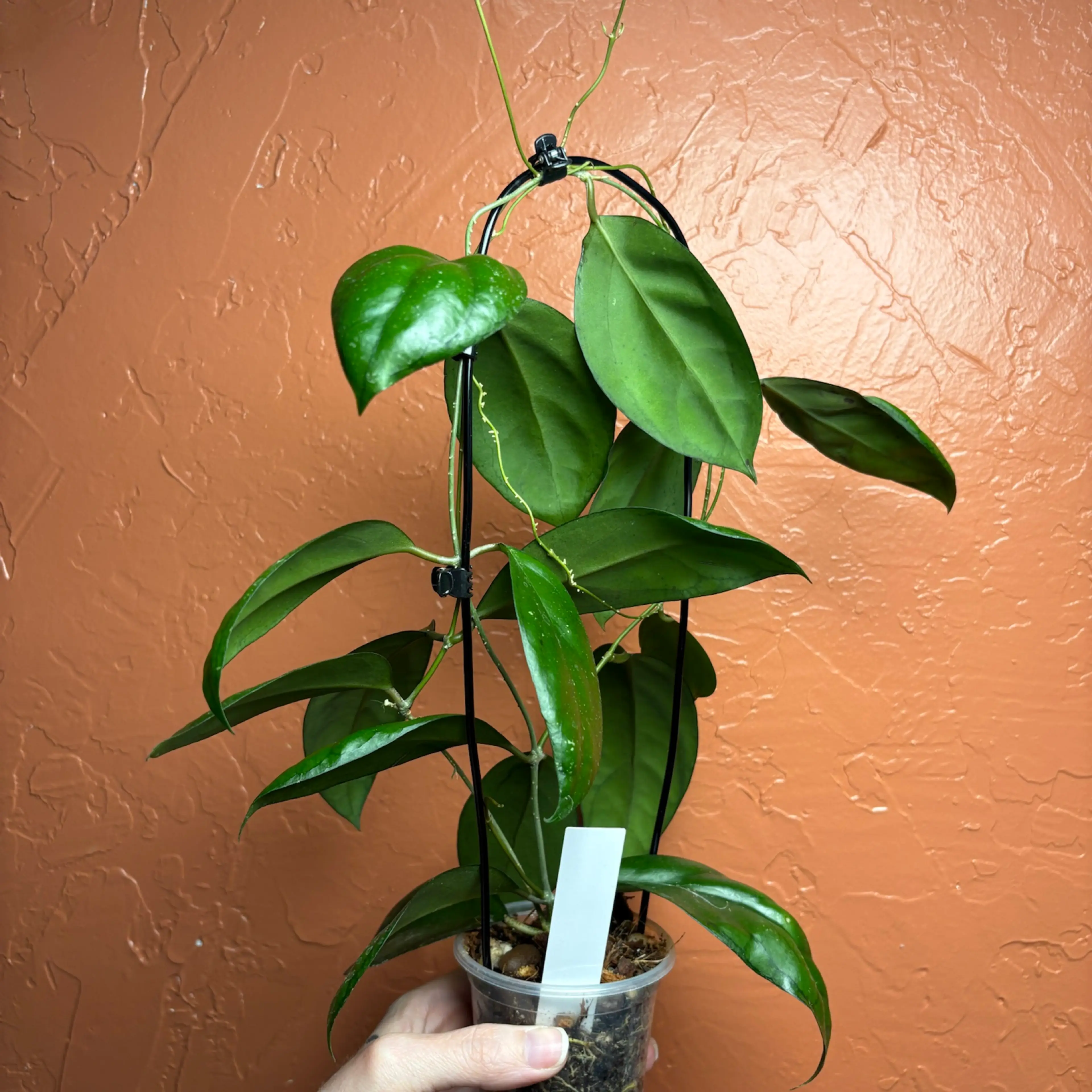 Image 3 of 5
