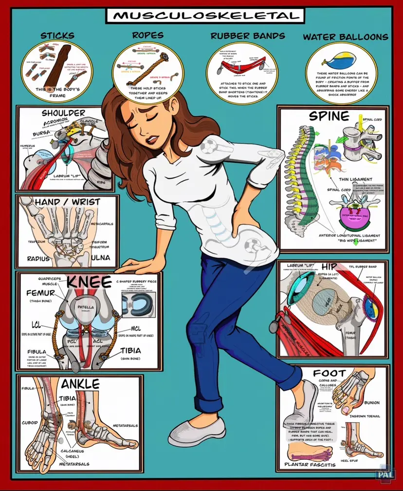 Musculoskeletal Anatomy & Injury Poster | Orthopedic Study Guide (Digital Download)