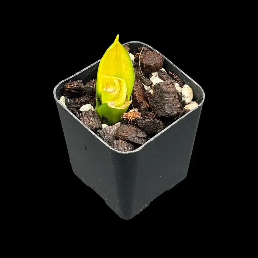 Sansevieria