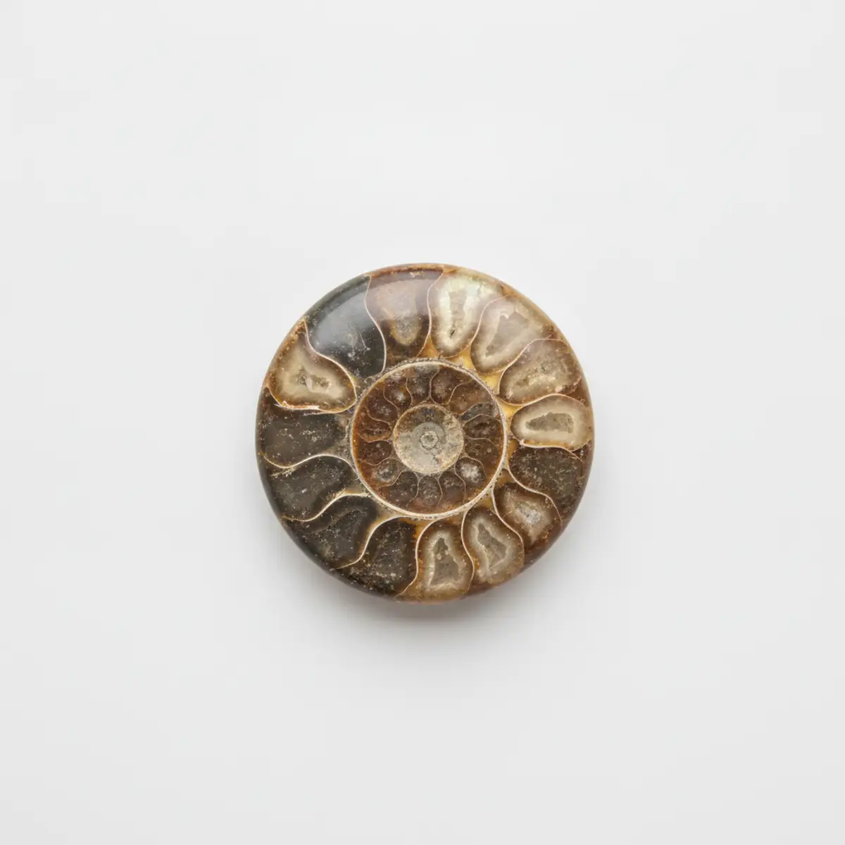 Fossils