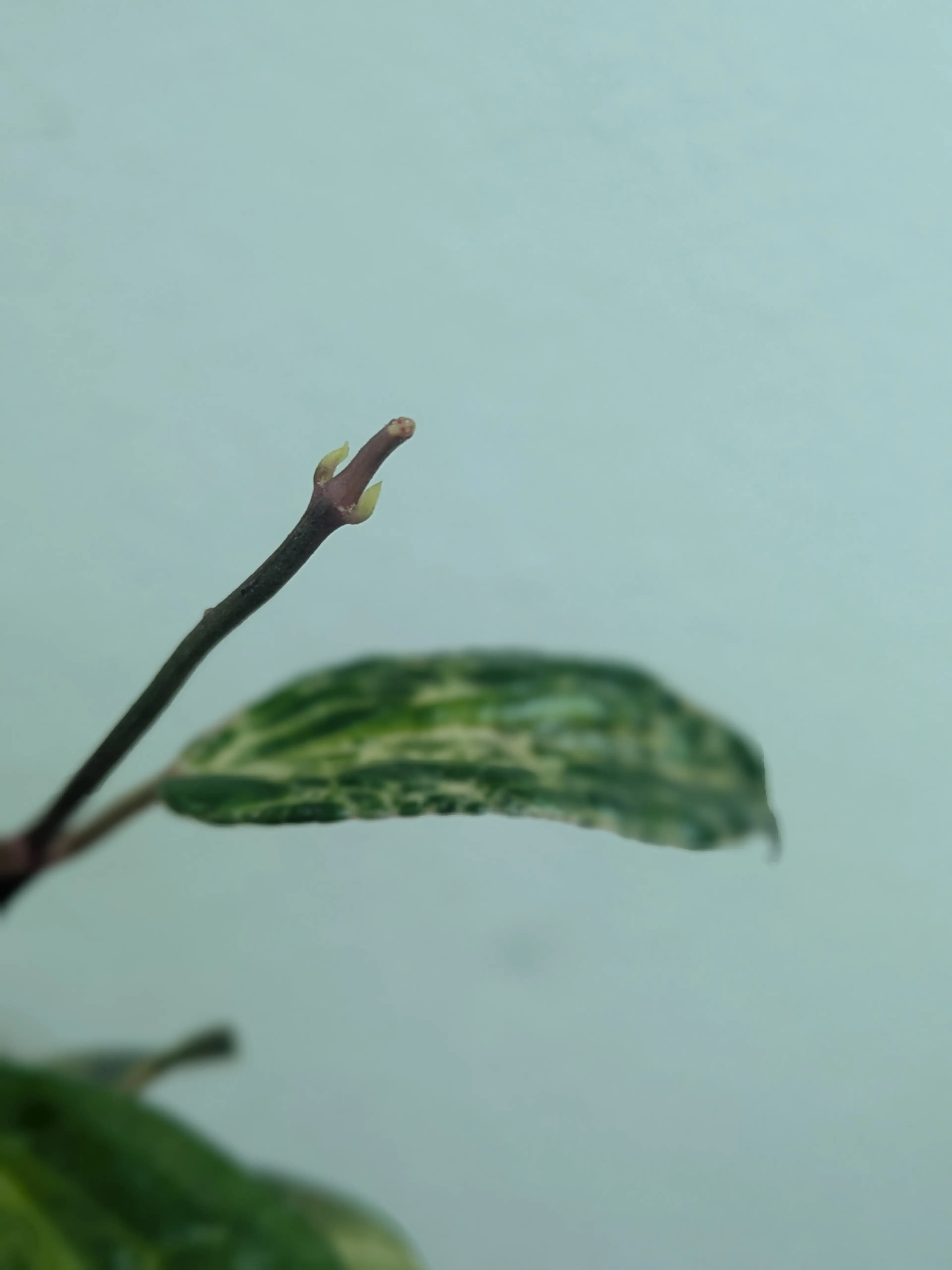 Image 5 of 5