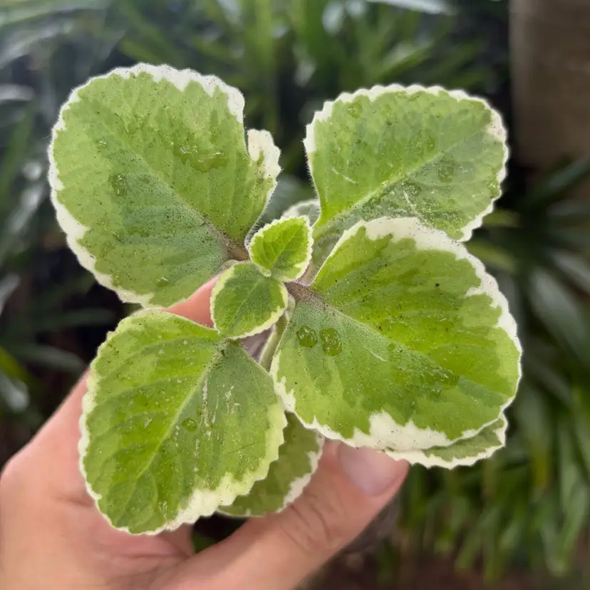 Variegated Cuban Oregano