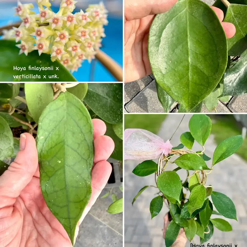 [Hoya finlaysonii x Hoya verticillata] x unk. x unk. (10 seeds)