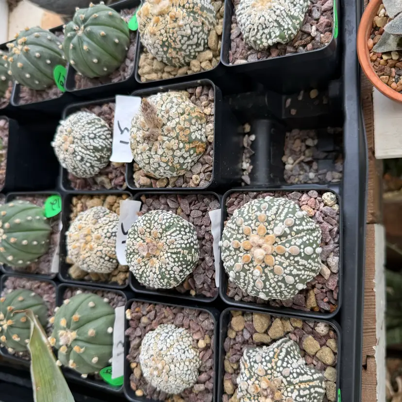 Astrophytum slight vtype