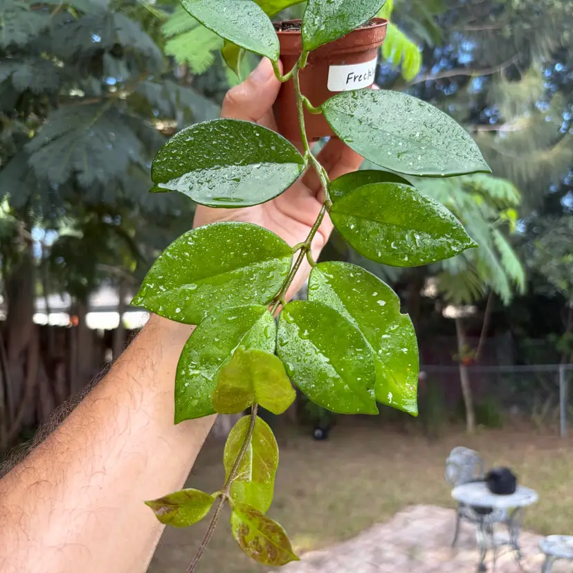 Hoya Carnosa ‘Freckles’