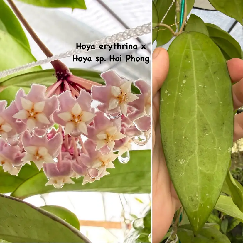 [Hoya erythrina x Hoya sp. Hai Phong] x unk.